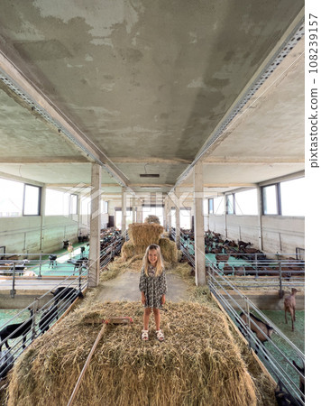 Little girl stands on a haystack next to goat pens on a ranch 108239157