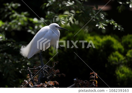 樹上小白鷺的肖像 108239163