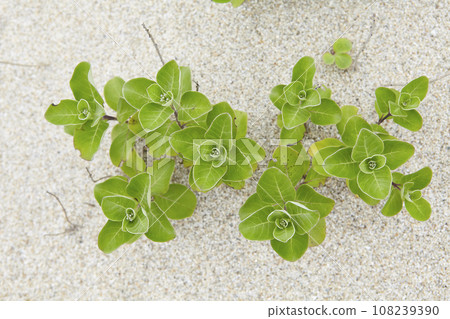 季節性植物和花卉 季節性植物和花卉 108239390