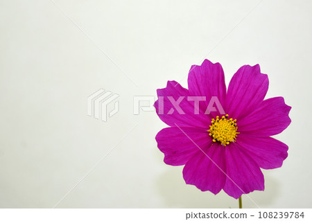 大波斯菊 108239784