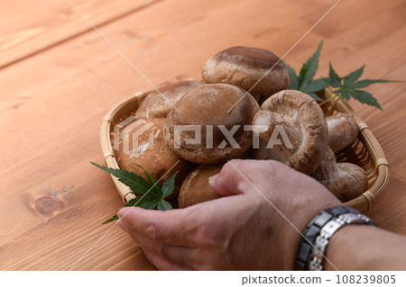 秋天的味道 營養生香菇 蘑菇 富含膳食纖維的生香菇（木紋背景） 108239805