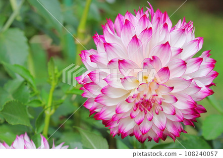 Dahlia (Wedding March) 108240057