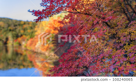 [長野縣]白駒池的紅葉*自然風光 108240065