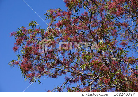 Kainoki fruit Kainoki fruit 108240387