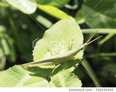 Close-up of a grasshopper perched on a leaf Close-up of a grasshopper perched on a leaf 108240389