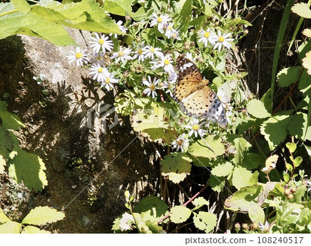 Fritillary fritillary perching on flowers Flowers and butterflies Fritillary fritillary perching on flowers Flowers and butterflies 108240517