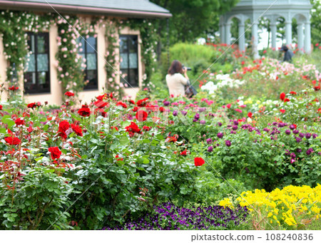 琵琶湖大津館英國花園,位於滋賀縣大津市的玫瑰園 琵琶湖大津館英國花園,位於滋賀縣大津市的玫瑰園 108240836