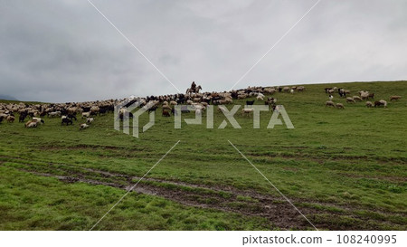 A herd of sheep graze in evening on green hills 108240995