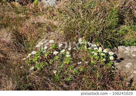 Todokasaki, the easternmost point of Honshu 108241020
