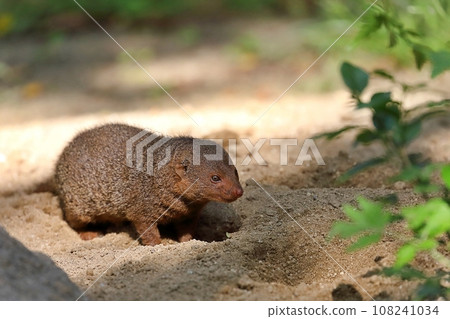 Pygmy mongoose portrait 108241034