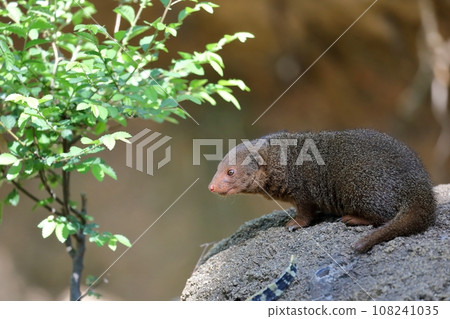 Pygmy mongoose lying sideways on a rock Pygmy mongoose lying sideways on a rock 108241035