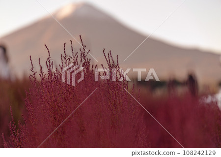 The bright red kochia of Lake Kawaguchi's Oishi Park and the majestic Mt. Fuji at their best The bright red kochia of Lake Kawaguchi's Oishi Park and the majestic Mt. Fuji at their best 108242129