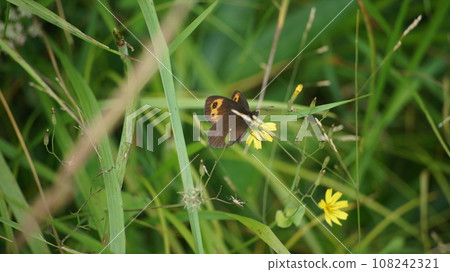 吸食 Kouzorina 花蜜的紅光影本州亞種 吸食 Kouzorina 花蜜的紅光影本州亞種 108242321