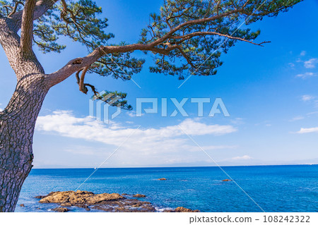 (Kanagawa Prefecture) Yokosuka City Tateishi Park pine tree 108242322