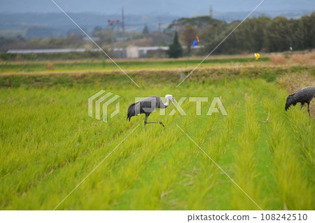 Crane Crane 108242510