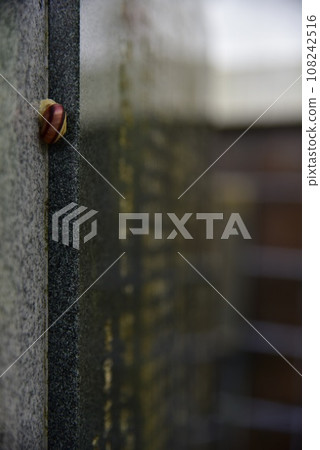snails  108242516