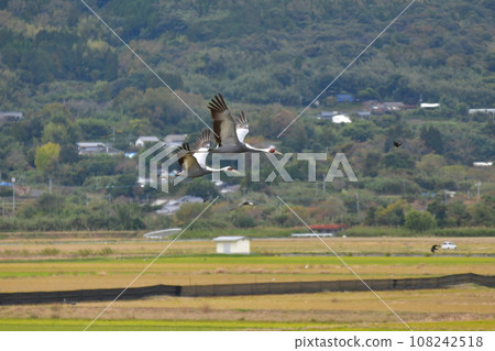 Crane Crane 108242518