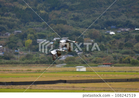 Crane Crane 108242519