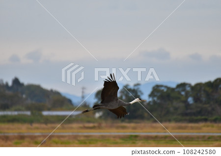 Crane Crane 108242580