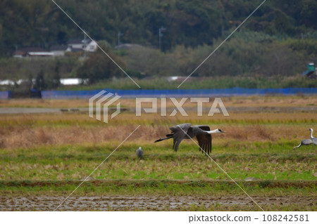 Crane 108242581