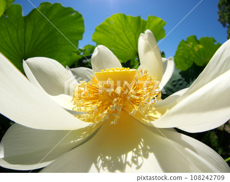 白蓮花和藍天 白蓮花和藍天 108242709