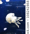 A jellyfish swimming in an aquarium aquarium 108242868
