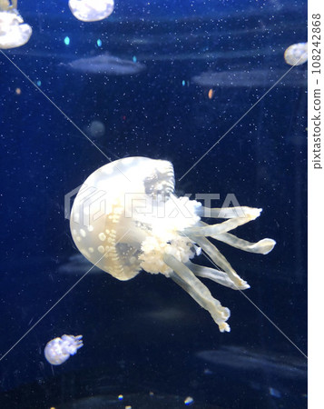在水族館水族館裡游泳的水母 在水族館水族館裡游泳的水母 108242868