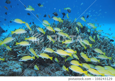 Blue sea and yellow snapper Okinawa sea underwater photo 108243129