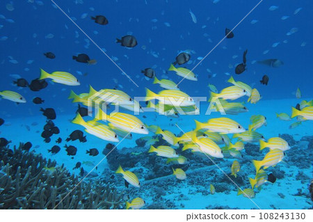 Blue sea and yellow snapper Okinawa sea underwater photo Blue sea and yellow snapper Okinawa sea underwater photo 108243130