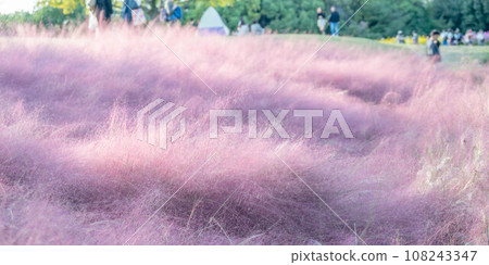 Scenery of a park where Muhlenbergia blooms 108243347