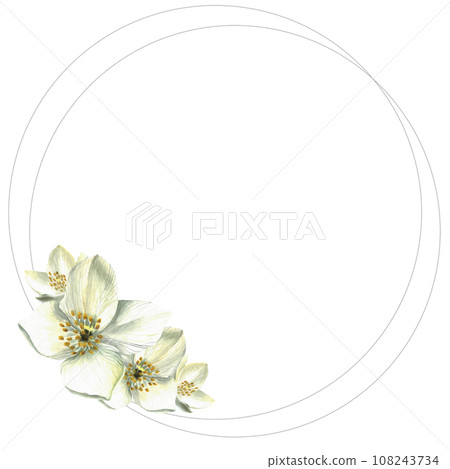 White flowers. Watercolor illustration. Jasmine. Floral background. Buds. Isolated. Frame. Drawn by hand. Silver rings. 108243734