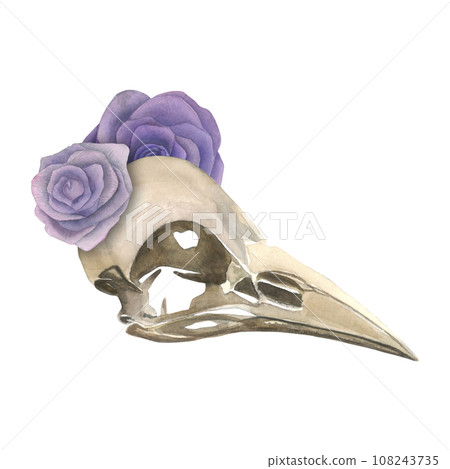 Watercolor illustration of a raven skull and lilac roses.Isolated on a transparent background, hand drawn Watercolor illustration of a raven skull and lilac roses.Isolated on a transparent background, hand drawn 108243735