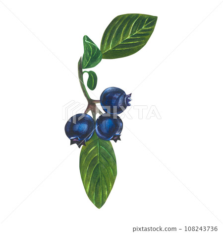 berry, blueberry, fruit 108243736