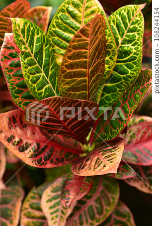 Croton, a tropical plant with colorful leaves 108244154