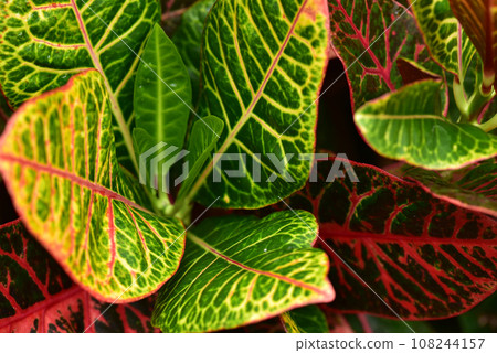 Croton, a tropical plant with colorful leaves 108244157