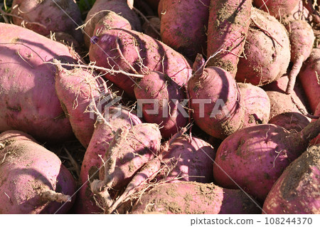 Autumn flavor sweet potato Autumn flavor sweet potato 108244370
