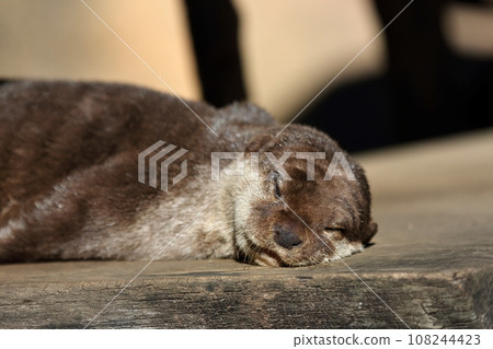 小爪水獺躺著睡覺 108244423