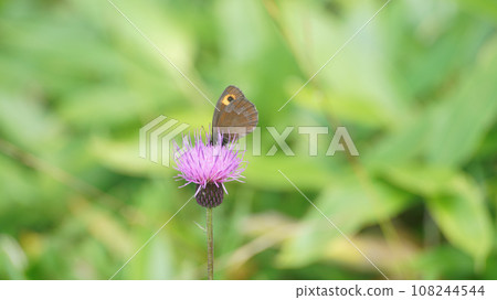 從薊中吸取花蜜的雌性紅翅甲蟲本州亞種 從薊中吸取花蜜的雌性紅翅甲蟲本州亞種 108244544