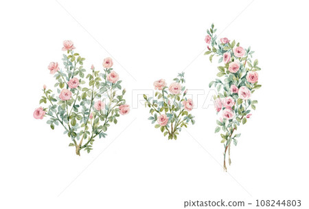 Hand drawn stock watercolor illustration with gentle rose bush. Roses in leaves clipart. 108244803