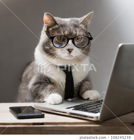 操作電腦和智慧型手機的商務貓 108245239