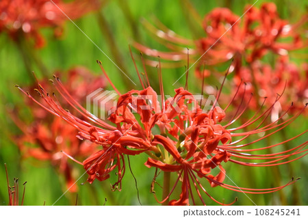 Yamadaike Park 108245241