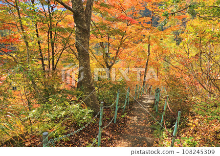 Autumn Akiyamago - Road to Jabuchi Falls Autumn Akiyamago - Road to Jabuchi Falls 108245309