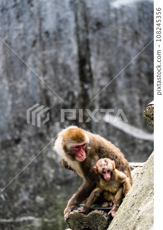 Japanese macaques at Inasayama Park [Nagasaki City: Animals] 108245356