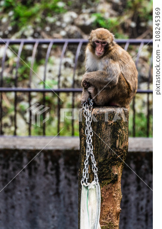 Japanese macaques at Inasayama Park [Nagasaki City: Animals] 108245369