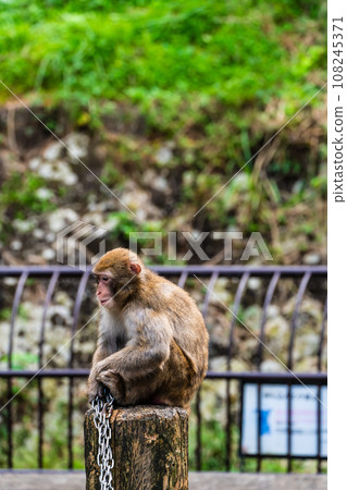 Japanese macaques at Inasayama Park [Nagasaki City: Animals] 108245371