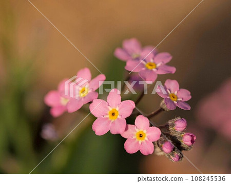 粉紅色勿忘我花的特寫 108245536