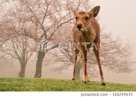 Early morning in Nara Park, pink cherry blossoms and deer on a misty morning 108245635