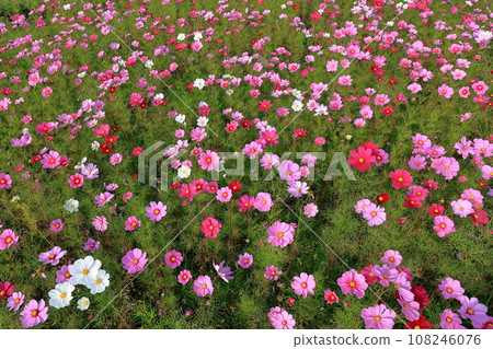 桌上的波斯菊8 桌上的波斯菊8 108246076