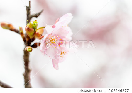 雨中閃耀的櫻花特寫（複製空間材料）（南阿蘇櫻花公園/Outdoor Aspecta）南阿蘇 108246277