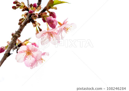Close-up of cherry blossoms shining in the rain (copy space material) (Minamiaso Sakura Park/Outdoor Aspecta) Minamiaso 108246284